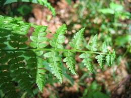 Image result for Pteridium aquilinum