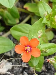 Image result for Lysimachia arvensis