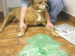 She had one drink of water during the day, but would not. My Dog S Vomit Is Green Online Shopping
