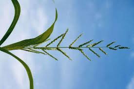 Image result for Polystachya melanantha