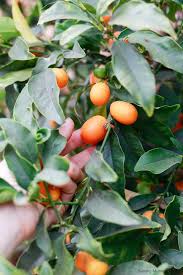 Kumquats can be eaten raw, once you start to eat this fruit the sour taste will hit you as soon as it if you'd like to grow a kumquat tree from seeds the germination process would be the same as any. What Is A Kumquat How To Eat A Kumquat Benefits Recipes