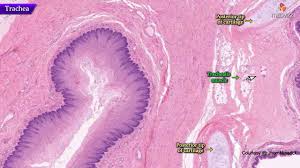 Tissues & histology practice lab quiz. Histology Of Trachea Shotgun Histology Youtube