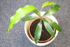 Jeden tag können wir blumen schneiden und verkaufen ein mangobaum, sorte eduard, erweckte unsere besondere aufmerksamkeit. Mangobaum Mango Pflanzen Und Pflege Gartendialog De