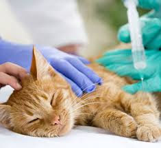 Doch welche impfungen sind für eine hauskatze notwendig? Mussen Katzen Eigentlich Jedes Jahr Geimpft Werden Vs