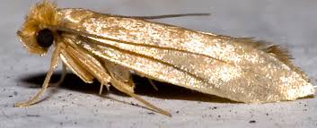 20 tote motten (ich tippe auf lebensmittelmotten) und in der zeit in der wir jetzt dort waren haben wir noch mal ca. Mottenplage Tipps Gegen Motten Ace Zydek