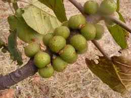 Image result for Ficus wakefieldii