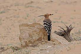 birds of saudi arabia eurasian hoopoe dhahran hills birds eurasian steppe animals