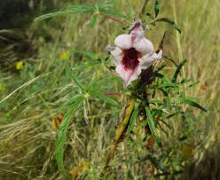 Image result for Gnidia burchellii