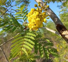 Image result for Rhigozum zambesiacum