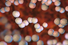 Image result for Streptococcus