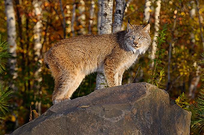 Canada lynx | Habitat, Diet, Population Status, & Facts | Britannica