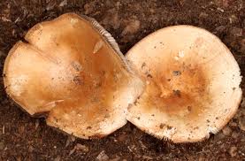 Image result for Russula compacta