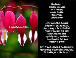 Bleeding Heart Plant Bleeding Heart Growing Indoors Bleeding Heart Plant