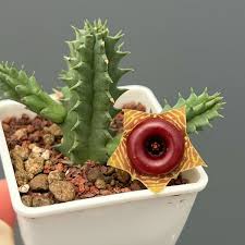 Image result for Huernia zebrina