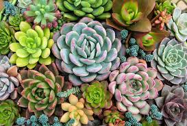 Perenne que produce rosetas apretadas. Como Cultivar Cactus Y Plantas Suculentas En Casa Foto 1