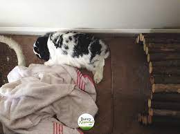 What is the best bedding for rabbits? Where Do Rabbits Sleep Bunny Beds Bunny Approved House Rabbit Toys Snacks And Accessories