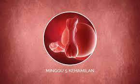 Minuman yang mengandung alkohol, mercuri. Perkembangan Janin 5 Minggu Kehamilan Perubahan Ibu Bayi
