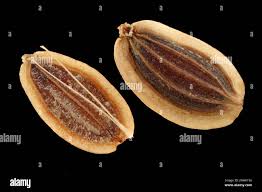 Image result for Anethum