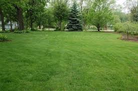 Get free shipping on qualified lawn insect control or buy online pick up in store today in the outdoors department. Garden Lawn Management Lawn Maintenance Services J Jadav Pest Control Ahmedabad Id 22624340062