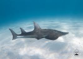 Giant shovelnose rays (glaucostegus typus) are critically endangered but at least locally abundant in the australian portion of their range, providing an opportunity in australia to understand what types. Guitara The Giant Guitarfish Of Ningaloo Reef Padi Aware