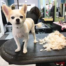 On the street of west 190th street and street number is 945. Bubbles Pet Spa 122 Photos 131 Reviews Pet Groomers 22242 Palos Verdes Blvd Torrance Ca Phone Number Yelp