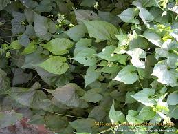 Image result for Mikania cordata