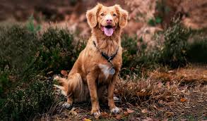 Geschenke Fur Hundebesitzer 12 Stilvolle Hundegeschenke