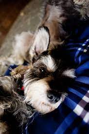 schnauzer 犬 動物