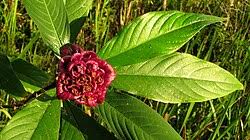 Image result for Psychotria lebrunii