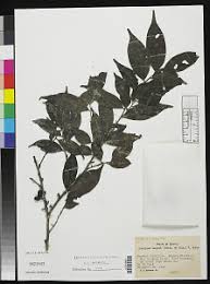 Image result for Diospyros chamaethamnus