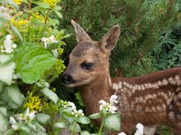 Rehe Im Garten Was Hilft Wirklich Leonhards