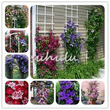 Plants grow slower in the shade so start with larger plants for quicker results. Wholesale Vine Flower Seeds Nz Buy New Wholesale Vine Flower Seeds Online From Best Sellers Dhgate New Zealand