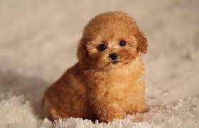 We are breeding him for reds and also other colors to see what we will get. Toy Poodle A Complete Guide To The Fluffiest Cutest Smallest Poodle All Things Dogs All Things Dogs
