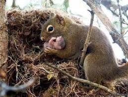 Newborn Animals Beautiful Baby Animals Happy Animals