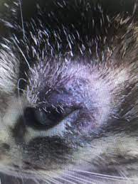 Cat With Ringworm Dermatophytosis Cat Skin Problems Cat Skin Cats