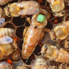 Selected queen bees for sale, naturally mated or artificially inseminated. Selected Italian Queens Ligustica Selected And Naturally Mated For Sale