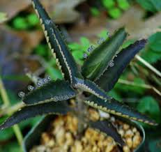 Image result for Kalanchoe daigremontiana