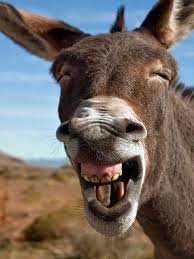 Funny Animals Today 11 Photos Laughing Animals Funny Animal Images Animals Images