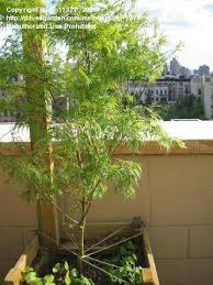 We did not find results for: Japanese Maples For Containers Dave S Garden