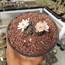 Image result for Kotschya carsonii