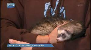 We did not find results for: Conheca O Furao Animal De Estimacao Preferido Dos Curitibanos Youtube