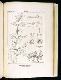 Image result for Harpagophytum zeyheri