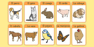 Estoy usando conejo en vez de pollo para esta receta. Spanish Animal Flashcards Language Teaching Resources
