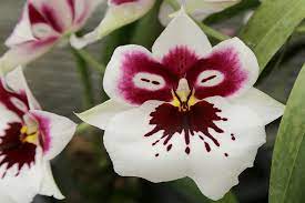 Photo Essay Hawaiian Grown Orchids Greener On The Inside Orchids Miltonia Orchid Orchid Plants