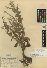 Image result for Pseudoconyza viscosa