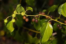 Image result for Colubrina asiatica