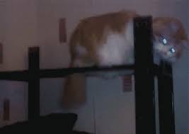 I Not Hat Rack Funny Animals Crazy Cats Funny Animal Memes