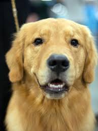 Finding dogs for sale beyond their puppy years is not easily done through breeders or pet stores. Oregon Might Ban Pet Stores From Selling Dogs From Breeders Katu