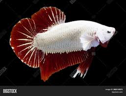 Halfmoon super red plakat male #1 out of stock. Betta Red Dragon Image Photo Free Trial Bigstock