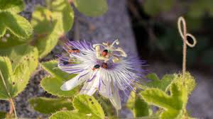 Image result for Passiflora caerulea